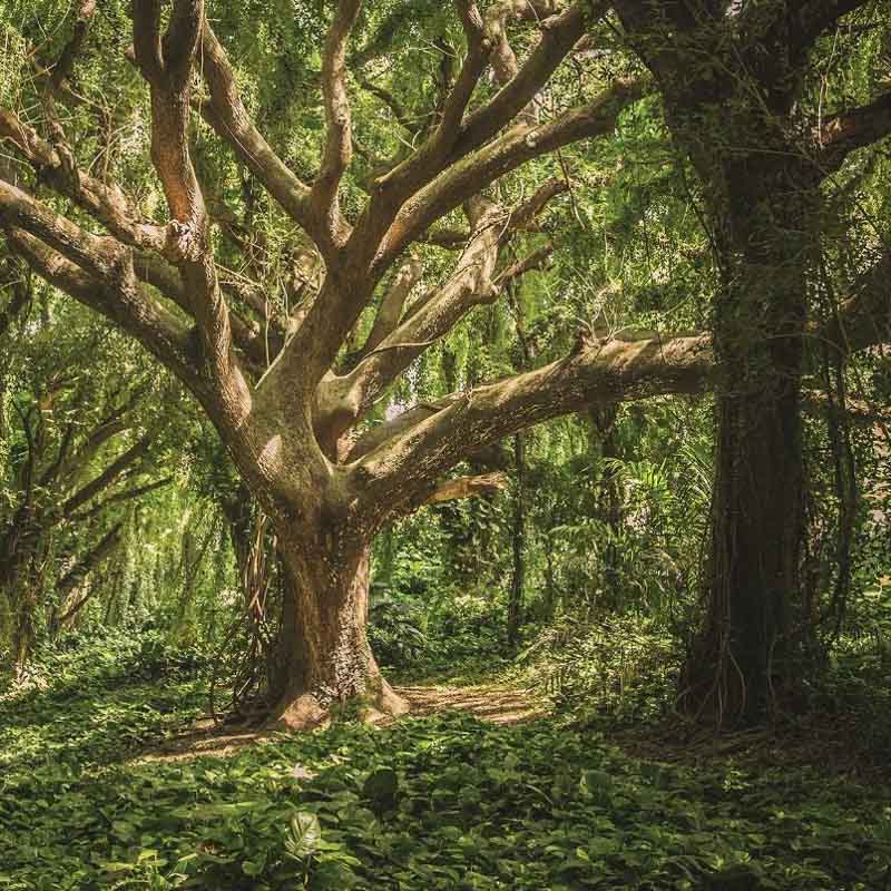 Erdő napsütéssel festmény hatású fali poszter 13181