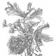 Fekete fehér nagy virágos posztertapéta, 3 méretben (300X280 cm) (Engraved Flowers) WP-669